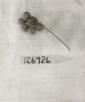 Click for 1 image(s) for this accession. FRUIT